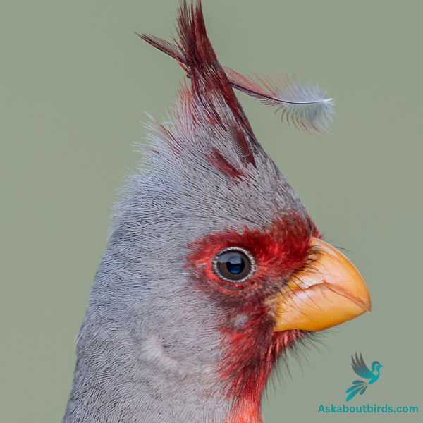 Pyrrhuloxia 2