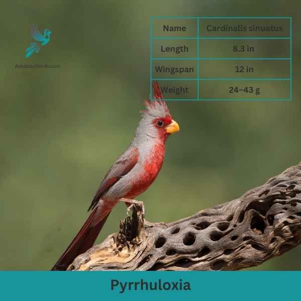 Pyrrhuloxia attributes