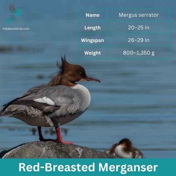 Red Breasted Merganser attributes