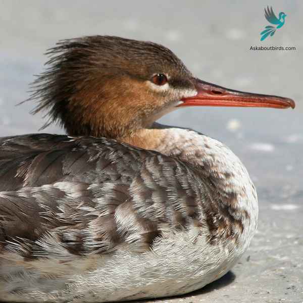 Red Breasted Merganser close up