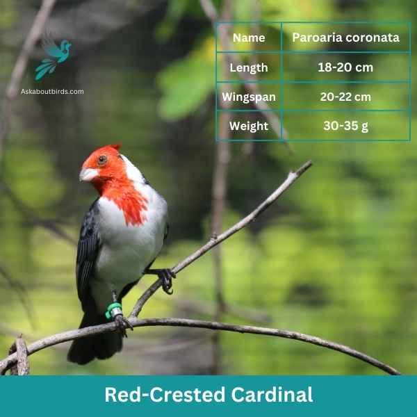 Red Crested Cardinal attributes