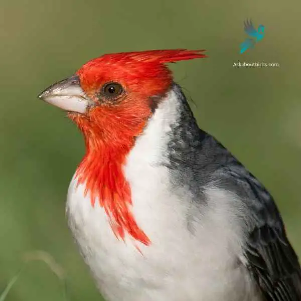 Red Crested Cardinal close up