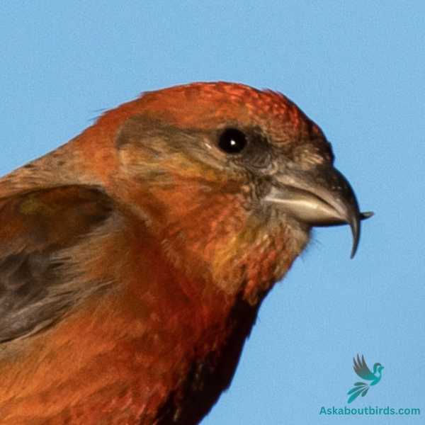 Red Crossbill 2