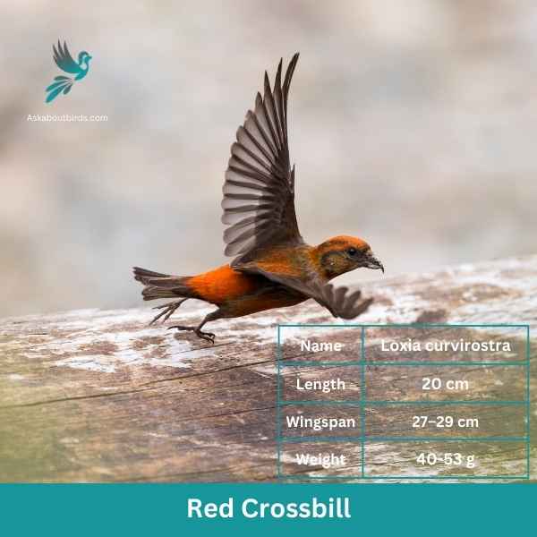 Red Crossbill attributes