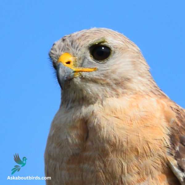 Red Shouldered Hawk 2