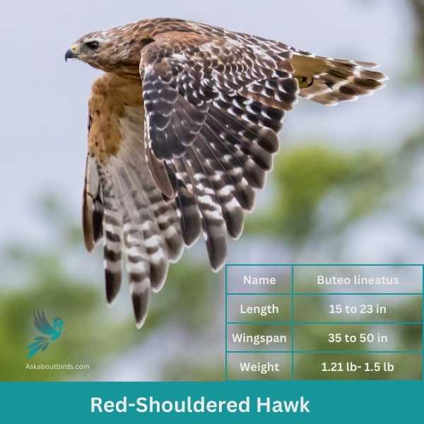 Red Shouldered Hawk