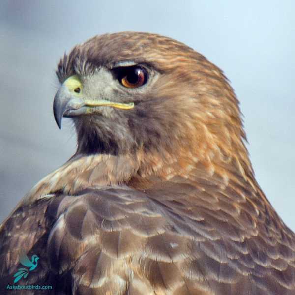 Red Tailed Hawk 2