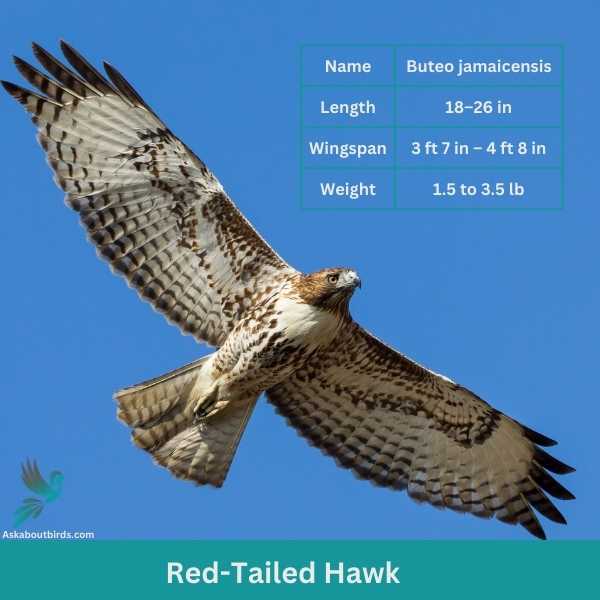 Red Tailed Hawk