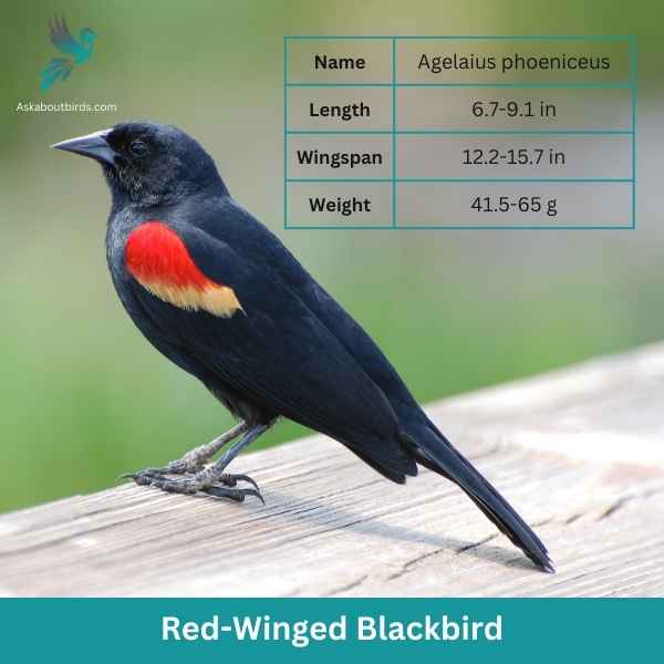 Red Winged Blackbird attributes