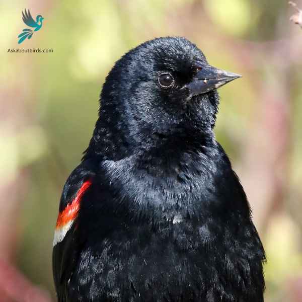 Red Winged Blackbird close up