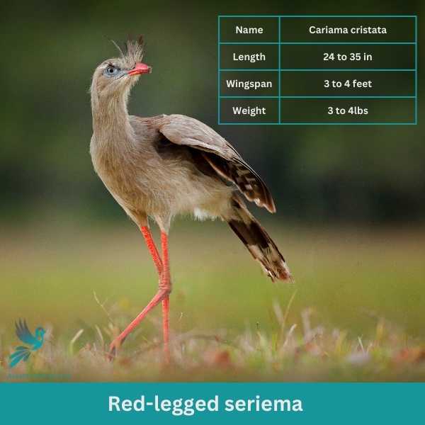 Red legged seriema 1