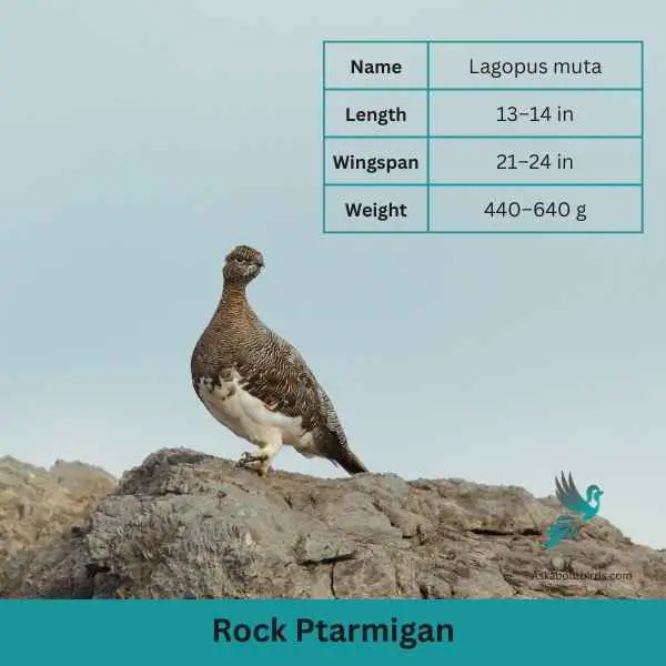 Rock Ptarmigan attributes
