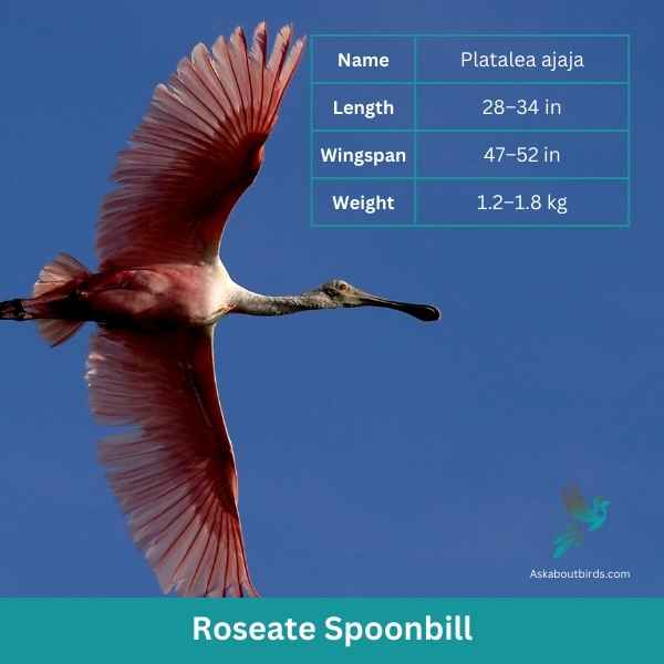 Roseate Spoonbill attributes