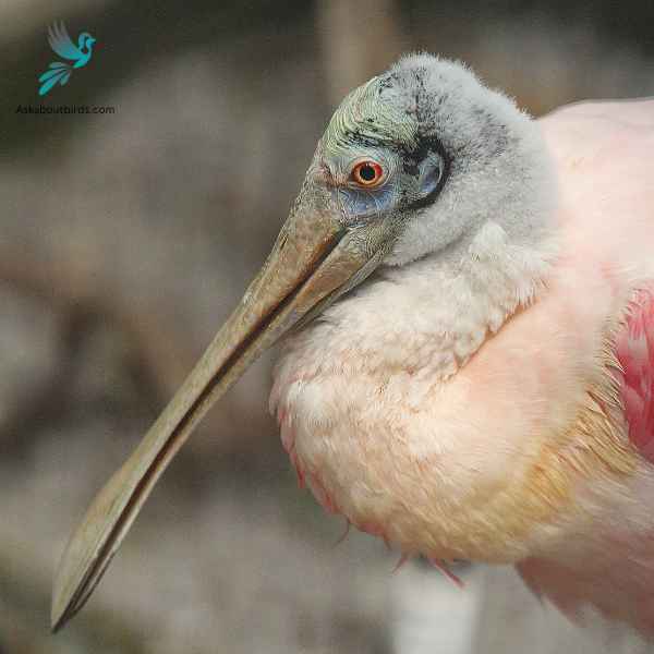 Roseate Spoonbill close up