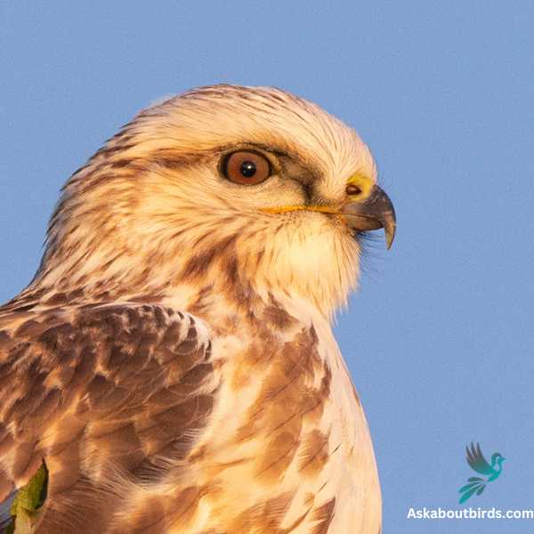 Rough legged Hawk 2