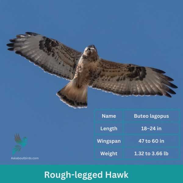 Rough legged Hawk