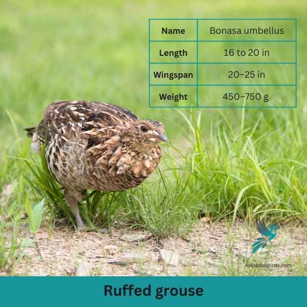 Ruffed Grouse attributes