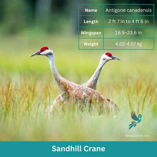 Sandhill Crane attributes