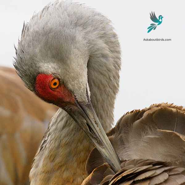 Sandhill Crane close up