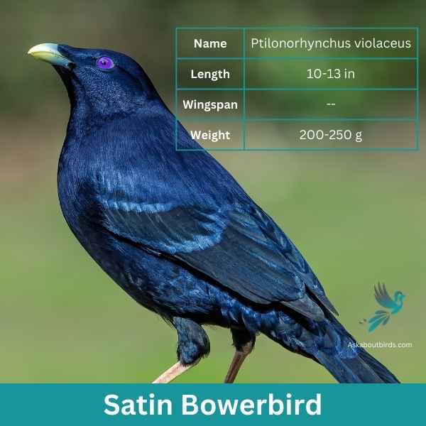 Satin Bowerbird attributes 1