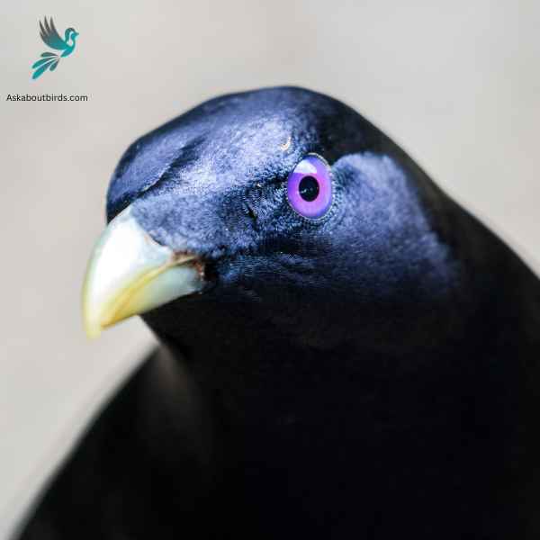 Satin Bowerbird close up