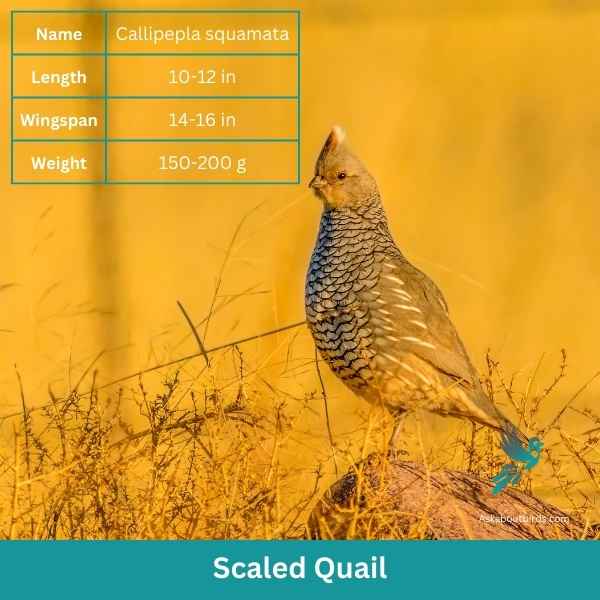 Scaled Quail attributes
