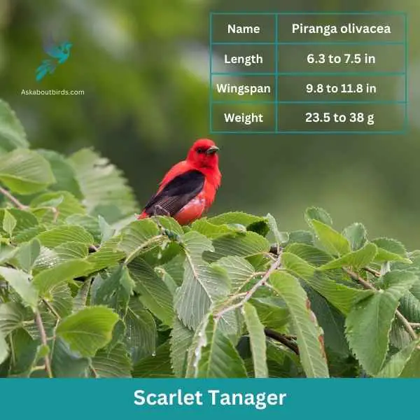 Scarlet Tanager attributes 1