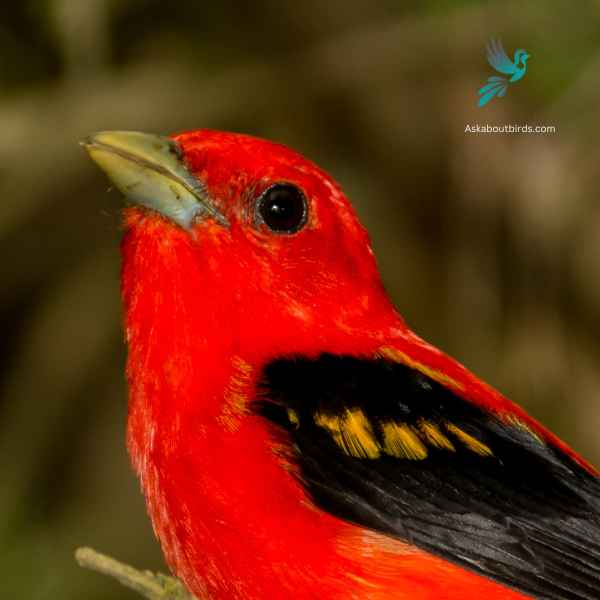 Scarlet Tanager close up