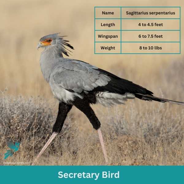 Secretary Bird