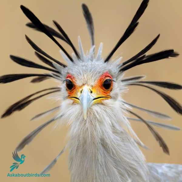 Secretary bird 1