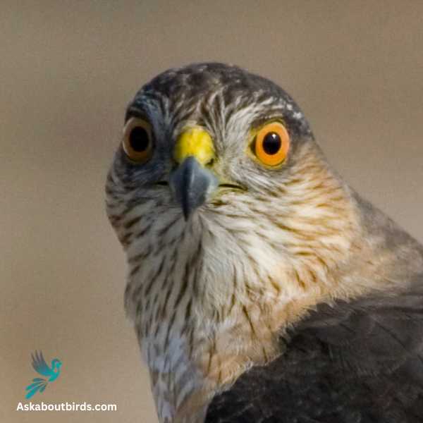 Sharp Shinned Hawk 2