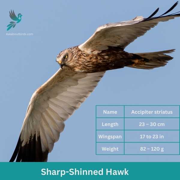 Sharp Shinned Hawk