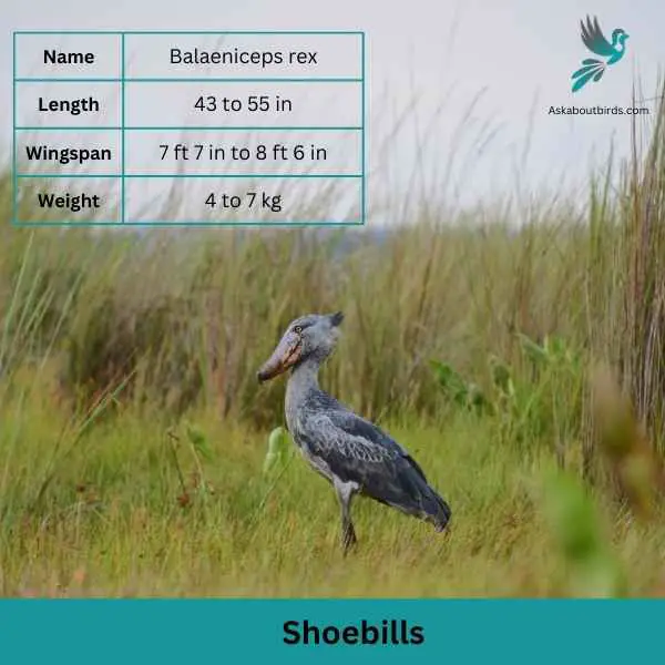 Shoebills attributes