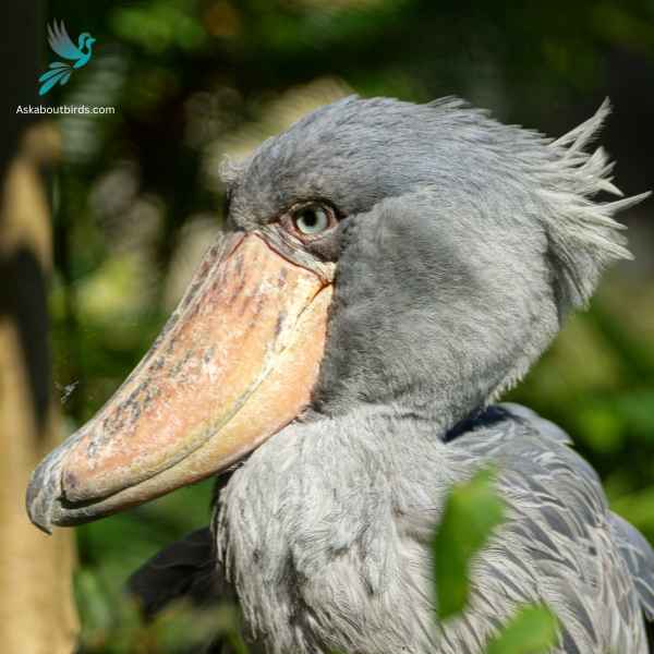 Shoebills close up