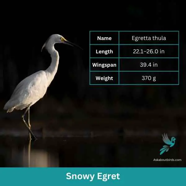 Snowy Egret attributes 1