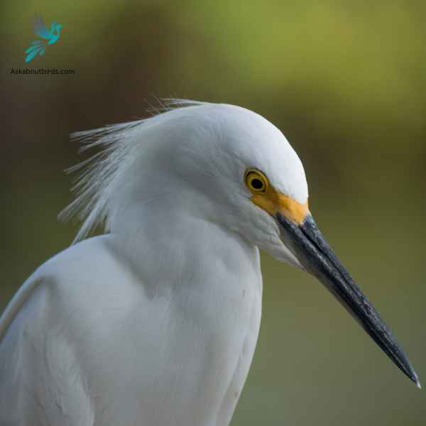 Snowy Egret close up