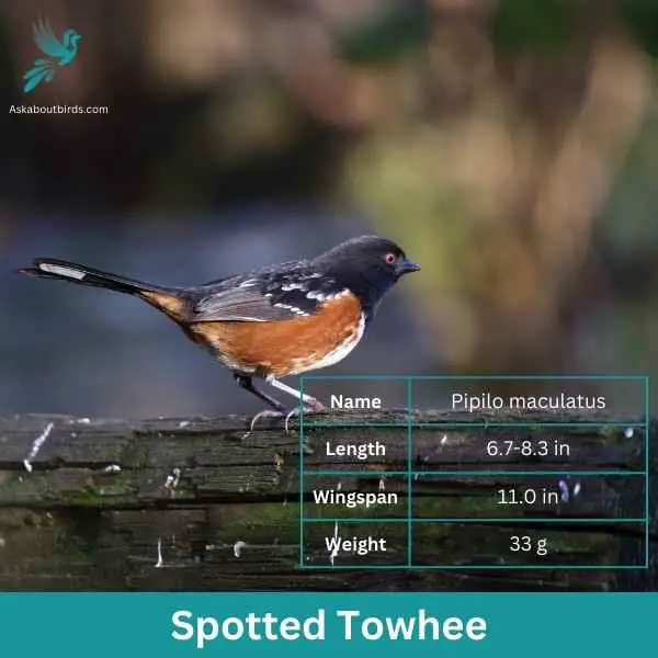 Spotted Towhee attributes