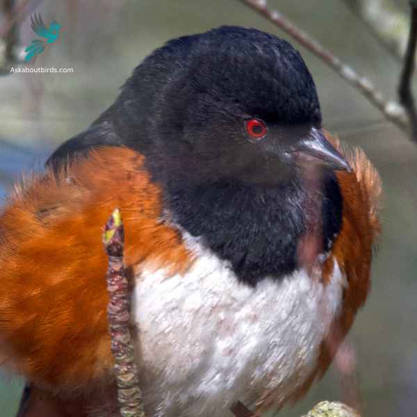 Spotted Towhee close up