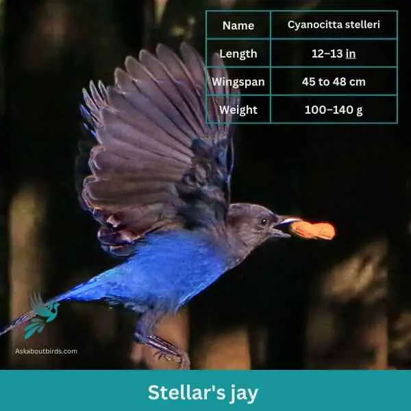 Stellers Jay attributes