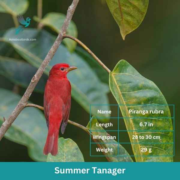 Summer Tanager attributes