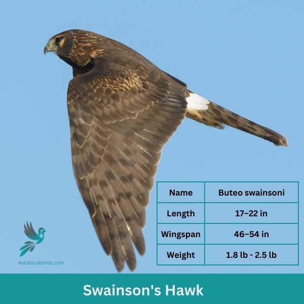 Swainsons Hawk