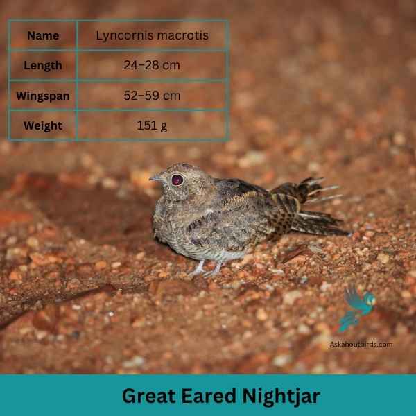 The Great Eared Nightjar attributes