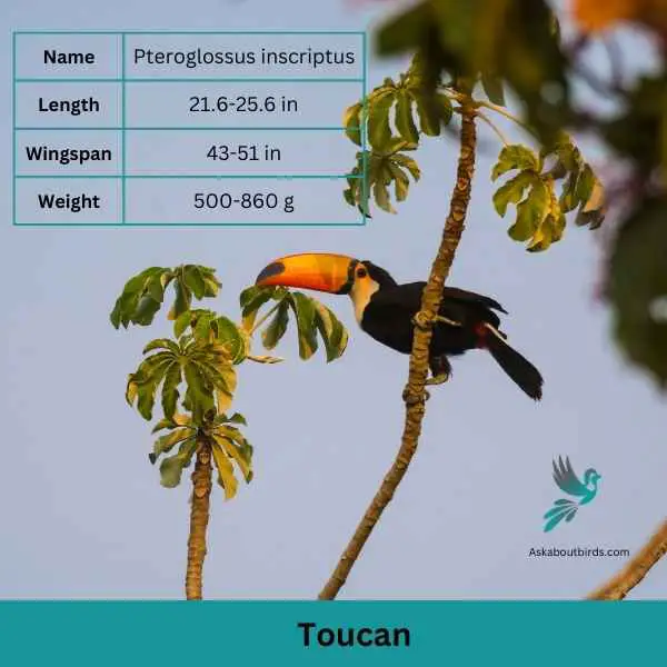 Toucan attributes