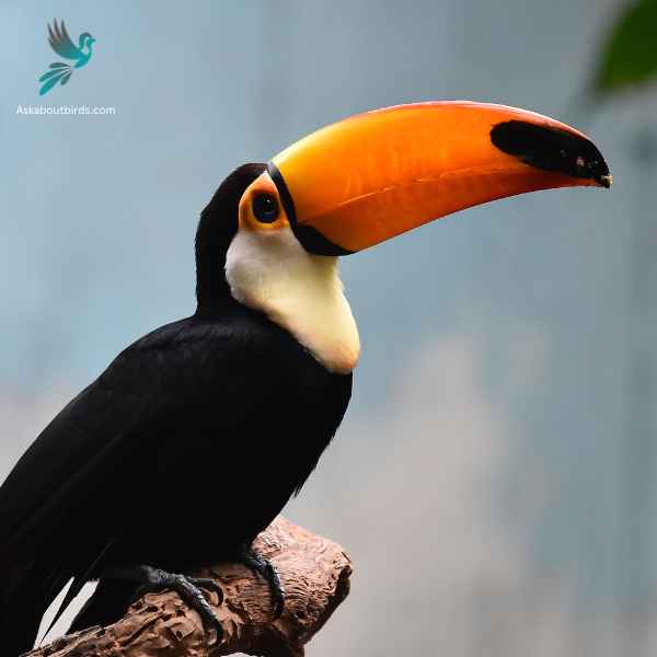 Toucan close up