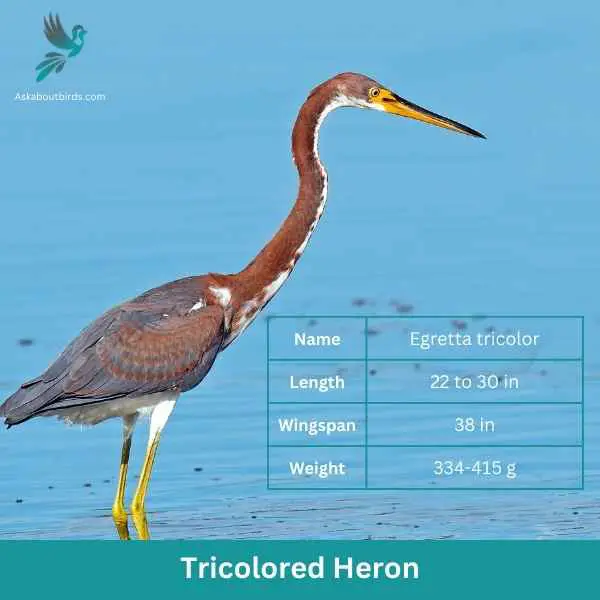 Tricolored Heron attributes