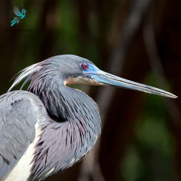 Tricolored Heron close up