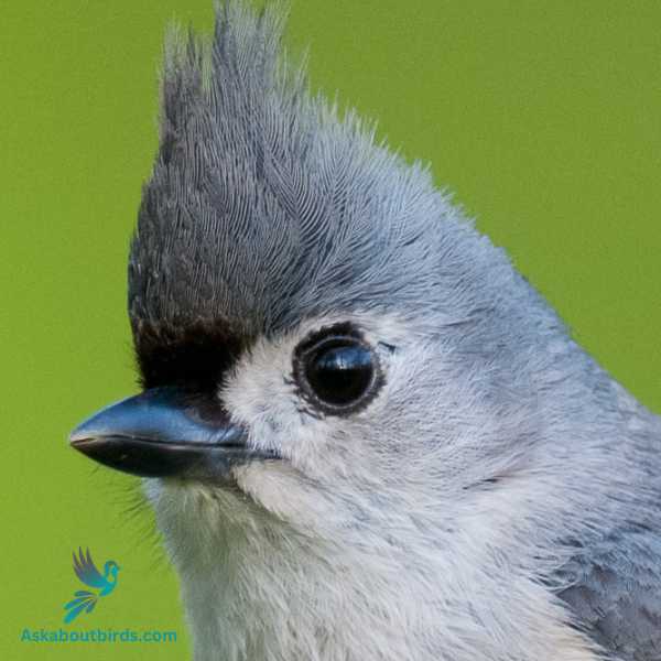 Tufted Titmouse 2