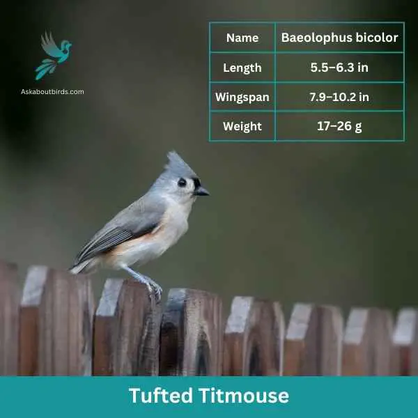 Tufted Titmouse attributes