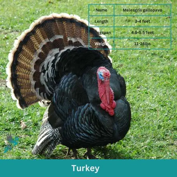 Turkey