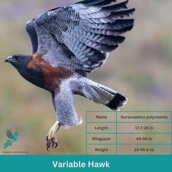 Variable Hawk